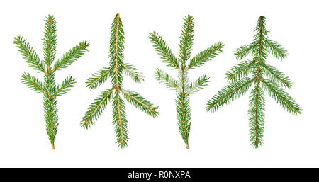 Un abete Abies sibirica ramo è isolato su uno sfondo bianco. Foto Stock