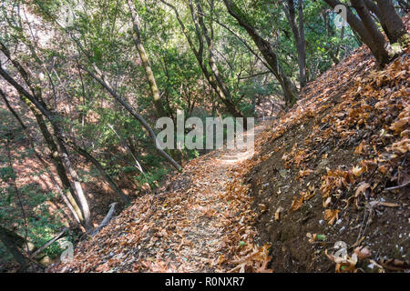 Sentiero escursionistico attraverso uno dei boschi di Palo Alto sulle colline del parco, San Francisco Bay Area, California Foto Stock