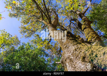 Guardando in alto lungo il tronco di albero di grandi foglie di acero su una soleggiata giornata autunnale; fogliame circa per avviare il cambiamento di colore; California Foto Stock