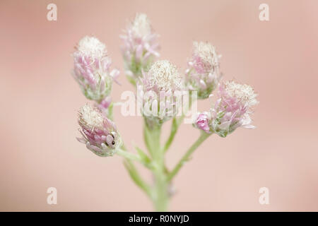 Montagna, eterna stoloniferous pussytoes, catsfoot o cudweed, Antennaria dioica Foto Stock