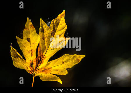 Golden foglia di acero su uno sfondo scuro, California Foto Stock