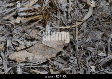 Pallida-winged Grasshopper, Trimerotropis pallidipennis, femmina Foto Stock