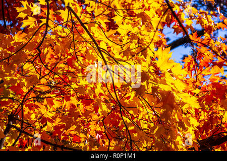 Colpisce il fogliame di autunno in transizione e al loro picco in Adams Morgan e Dupont Circle e i quartieri di Washington DC, nei primi giorni di novembre. Foto Stock