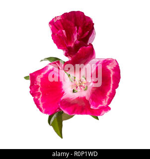 Fiore Godetia isolato. Un ramo di un bel colore rosa e viola e fiori di primavera Foto Stock