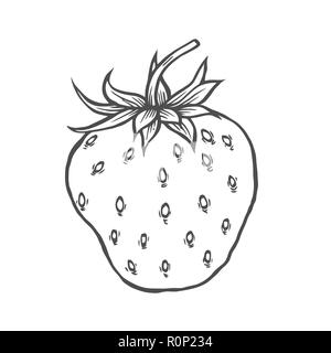 Fragole. Super organici di Berry. Disegnato a mano disegno vettoriale illustrazioni incise. Illustrazione Vettoriale