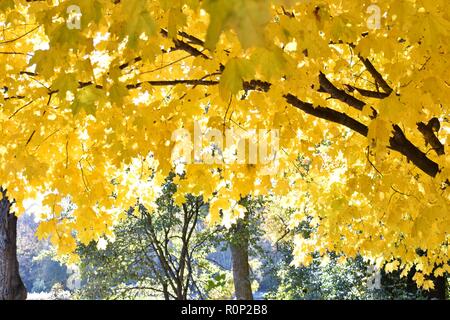 Bella giallo oro brillante con foglie di autunno in un parco retroilluminati da Sun Foto Stock