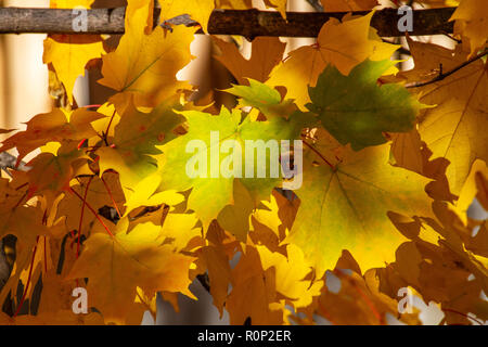 Colpisce il fogliame di autunno in transizione e al loro picco in Adams Morgan e Dupont Circle e i quartieri di Washington DC, nei primi giorni di novembre. Foto Stock