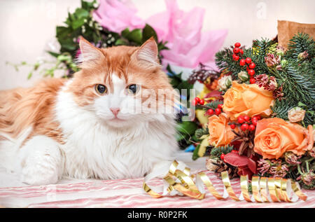 Lussuoso aduly gatto rosso e grande Anno nuovo bouquet Foto Stock