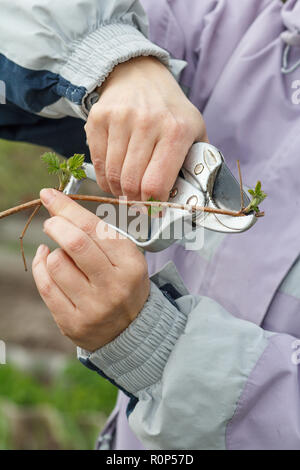 L'agricoltore femmina guardare dopo il giardino. La molla potatura dei cespugli di lampone. Donna con potatore cesoie i suggerimenti di lampone bush Foto Stock