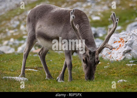 Un maschio di renna delle Svalbard (Rangifer tarandus platyrhynchus) , la più piccola sottospecie di Reideer trovata solo nelle isole Svalbard. Cappotto di estate. Foto Stock