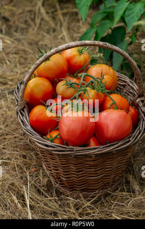 La raccolta in estate e autunno. In casa verdure.Wattled cestello riempito con red pomodori maturi. Foto Stock