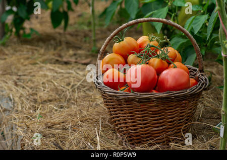 La raccolta in estate e autunno. In casa verdure.Wattled cestello riempito con red pomodori maturi. Foto Stock