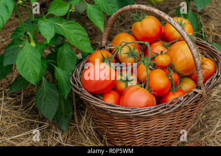 La raccolta in estate e autunno. In casa verdure.Wattled cestello riempito con red pomodori maturi. Foto Stock