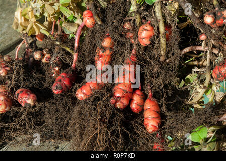 Tuberi di rosa chiaro / rosso Nuova Zelanda yam /oca o oxalis tuberosa essendo raccolti da terra con fogliame e sistema di radice. Foto Stock