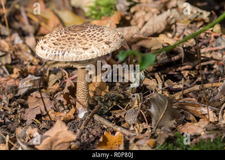 Shaggy parasol (Chlorophyllum) Funghi spontanei nel bosco. Formato orizzontale dell'immagine. Twiggy frondoso forest floor funghi alto fusto snello scagliose cap. Foto Stock