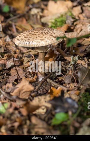 Shaggy parasol (Chlorophyllum) Funghi spontanei nel bosco. Formato verticale dell'immagine. Twiggy frondoso forest floor funghi in seguito appiattimento stadio cap. Foto Stock