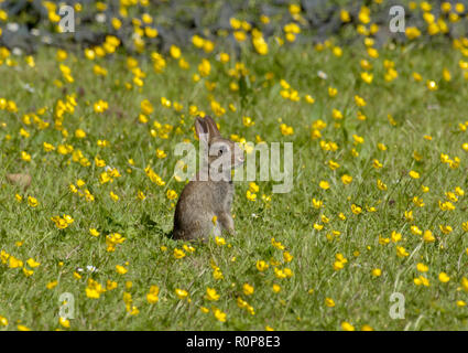 Coniglio europeo, oryctolagus cuniculus, giovane, nel campo di renoncules, Scotland, Regno Unito Foto Stock