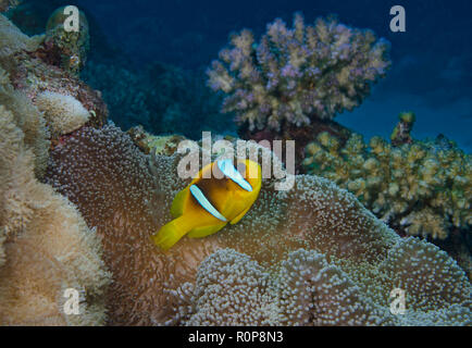 Clark anemonefish o limanda clownfish, Amphiprion clarkii, Anemone, Hamata, Mar Rosso, Egitto Foto Stock