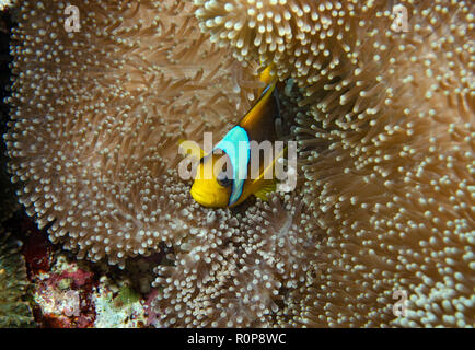Clark anemonefish o limanda clownfish, Amphiprion clarkii, Anemone, Hamata, Mar Rosso, Egitto Foto Stock