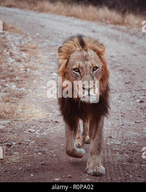 Giovane Maschio Lion Stalking preda nel Parco Nazionale di Kruger, Sud Africa. Foto Stock