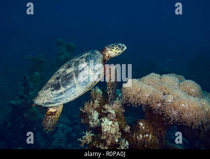 Tartaruga embricata, Eretmochelys imbricata, nuoto sulla barriera corallina a Hamata, Mar Rosso, Egitto Foto Stock