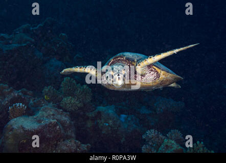 Tartaruga embricata, Eretmochelys imbricata, nuoto sulla barriera corallina a Hamata, Mar Rosso, Egitto Foto Stock