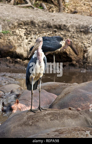 Il Marabou Stork è un abile pescatore e non fa affidamento sul lavaggio specialmente nella stagione secca come risorse idriche si restringono e la caccia è il metodo EASI Foto Stock