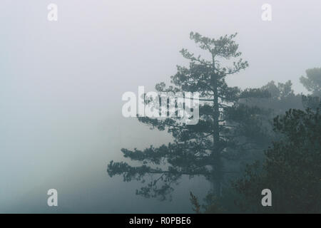 Paesaggio di montagna di alberi in una mattinata con un sacco di nebbia Foto Stock