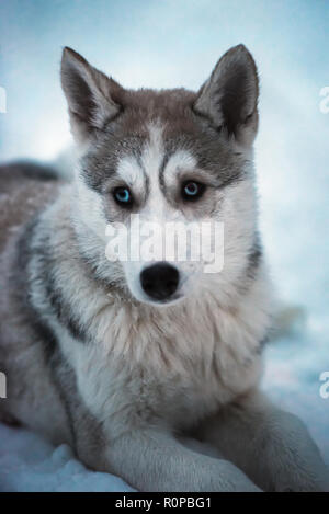 Ritratto di bella giovane peloso marrone e bianco siberian husky sled dog con luminosi occhi blu giacente sulla neve vera. Coltivate all'aperto in Lapponia finlandese Foto Stock