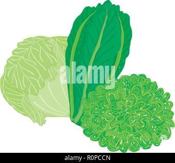Vettore set pittorica con tre diverse tipologie di lattuga; modificabile, illustrazione scalabili, isolata su uno sfondo bianco. Utilizzarlo per le ricette, ristorante Illustrazione Vettoriale