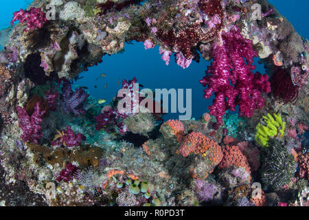 Colorati coralli molli prosperano su un profondo reef di Raja Ampat, Indonesia. Questa remota regione tropicale è conosciuta come il cuore del triangolo di corallo. Foto Stock