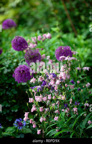 Allium viola sensazione,aquilegia vlugaris,rosa,fiore,fiori,fioritura,mix,miscelati,RM Floral Foto Stock