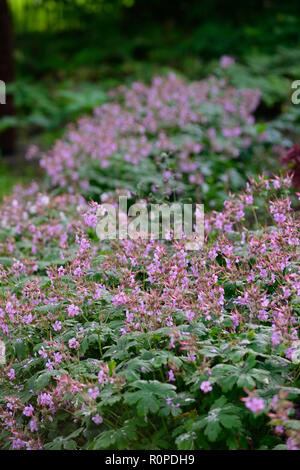 Geranium macrorrhizum,gerani,rosa,fiore,fiori,fioritura,deriva,TAPPETO,legno,woodland,all'ombra,ombroso ombreggiate,giardino,RM Floral Foto Stock