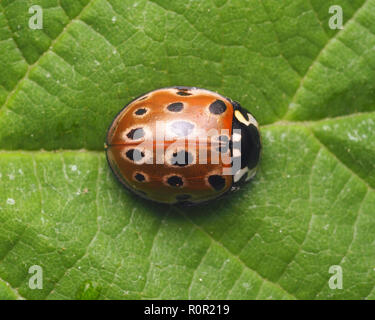 Vista dorsale di Eyed Ladybird (Anatis ocellata) su foglie di piante. Tipperary, Irlanda Foto Stock