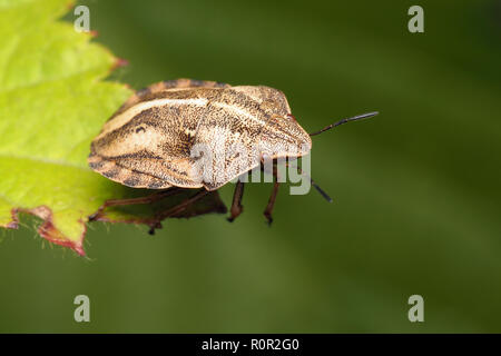 Tartaruga (Shieldbug Eurygaster "testudinaria) appollaiato sulla punta della foglia. Tipperary, Irlanda Foto Stock