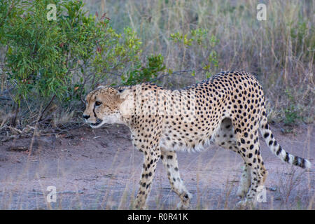 Maschio di ghepardo (Acinonyx jubatus) passeggiate attraverso prati nella luce della sera Foto Stock