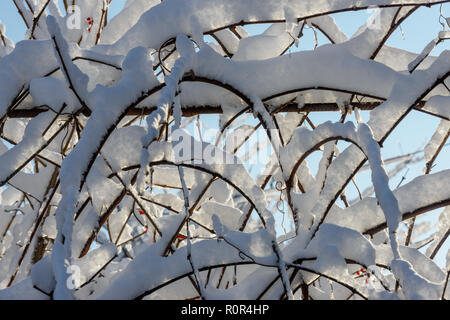 Close-up molti ramoscelli di grapevine coperta di neve fresca sono il luminoso cielo blu di sfondo retroilluminato in della soleggiata mattinata d'inverno. Foto Stock