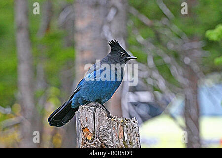 STELLER JAY uccelli del Nord America, Steller Jay; cyanocitta stelleri Foto Stock