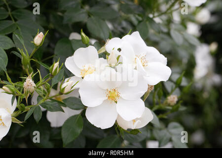 Rosa Silver Ghost 'Kormifari' Fiori. Foto Stock