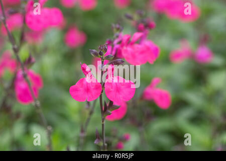 Salvia microphylla fiori Foto Stock