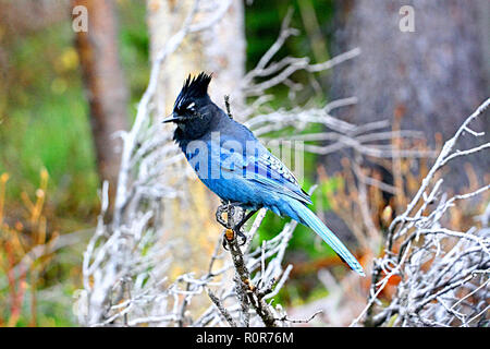 STELLER JAY uccelli del Nord America, Steller Jay; cyanocitta stelleri Foto Stock