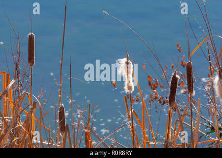 Latifoglie tifa (Typha latifolia) piante in autunno brezza del mattino che mostra dispersione di seme nel vento, Castle Rock Colorado US. Foto scattata in novembre. Foto Stock