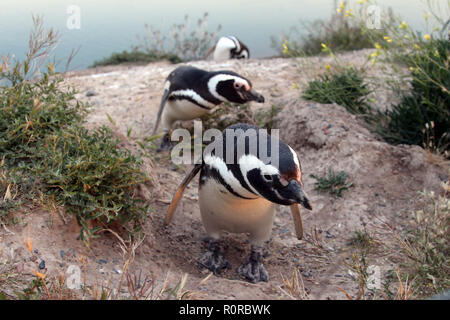 I pinguini di magellano in Penisola Valdez, Argentina Foto Stock