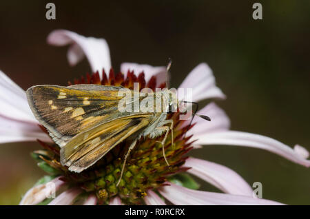 Skipper tratteggiata, Hesperia attalus, femmina su purple coneflower, Echinacea angustifolia Foto Stock