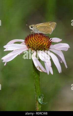 Skipper tratteggiata, Hesperia attalus, femmina su purple coneflower, Echinacea angustifolia Foto Stock