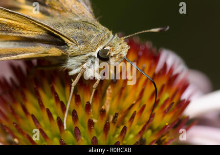 Skipper tratteggiata, Hesperia attalus, femmina su purple coneflower, Echinacea angustifolia Foto Stock