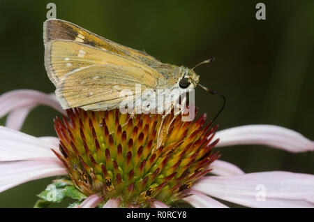 Skipper tratteggiata, Hesperia attalus, femmina su purple coneflower, Echinacea angustifolia Foto Stock