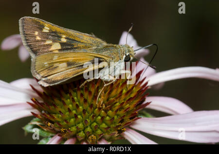 Skipper tratteggiata, Hesperia attalus, femmina su purple coneflower, Echinacea angustifolia Foto Stock