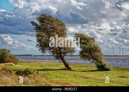 Alberi pendente nei pressi di turbine eoliche, Frisia orientale, Bassa Sassonia, Germania Foto Stock