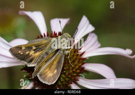 Skipper tratteggiata, Hesperia attalus, femmina su purple coneflower, Echinacea angustifolia Foto Stock